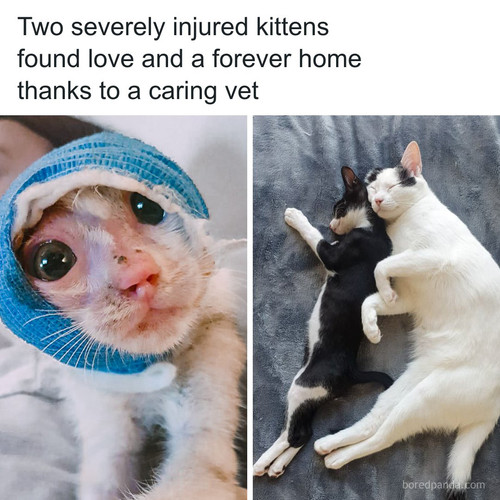 rescued kittens dubai teresita potito transformation story.jpg