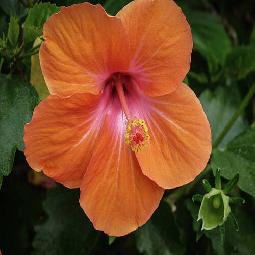 Close up of Large Tropical Flower.jpg