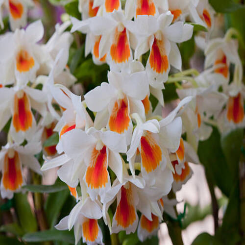 Beautiful orchid.jpg