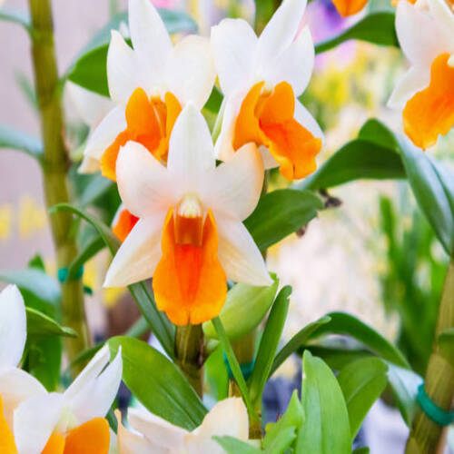 White and orange color Dendrobium orchid flowers in the garden.jpg
