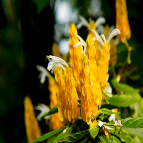 golden shrimp plant bracts.jpg