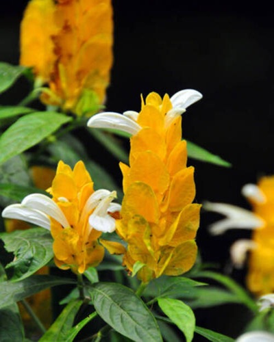 Gisenyi, Rubavu District, Western Province, Rwanda: Pachystachys lutea Nees, Golden shrimp-plant / l.jpg