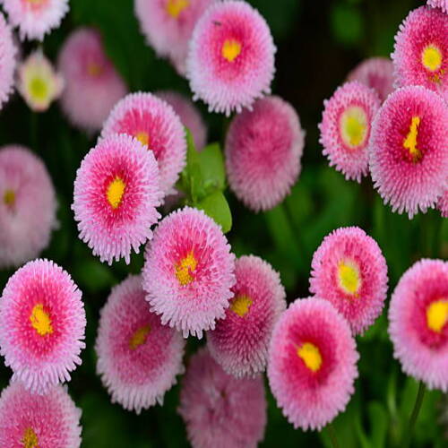 Bellis perennis is common European species of daisy. It is native to Europe, but is widely naturaliz.jpg
