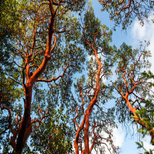 Madrona trees (also known as Arbutus) silhouetted against a blue, partly cloudy sky..jpg