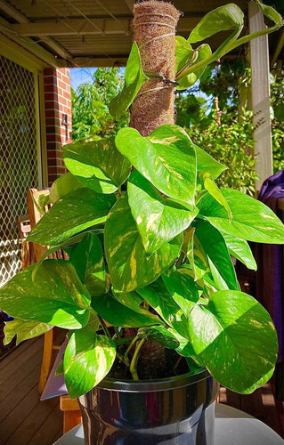 1729840776 MONEY PLANT4.jpg