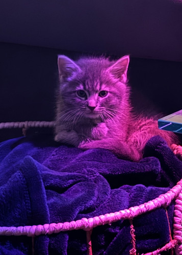 Birch Kitten.jpg