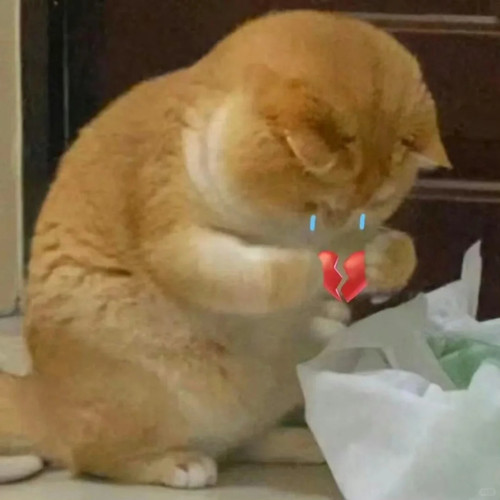 小猫咪表情包、超可爱哦 2 表情包研究所 来自小红书网页版.jpg
