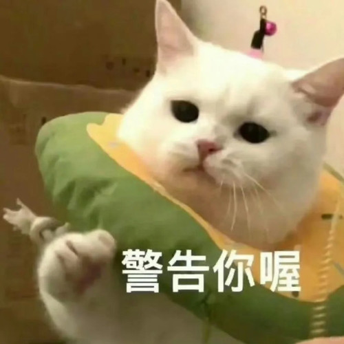 小猫咪表情包、超可爱哦 3 表情包研究所 来自小红书网页版.jpg