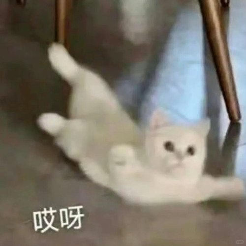 小猫咪表情包、超可爱哦 4 表情包研究所 来自小红书网页版.jpg