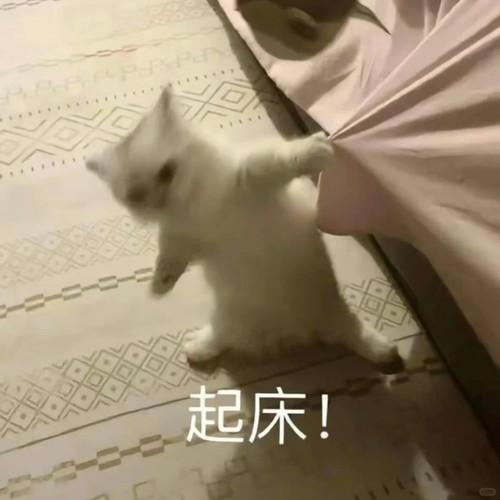 小猫咪表情包、超可爱哦 5 表情包研究所 来自小红书网页版.jpg