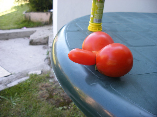 tomate pene1 w.jpg