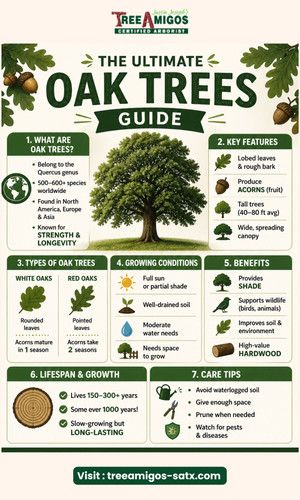 Oak Trees Types, Care, and Common Issues.jpg