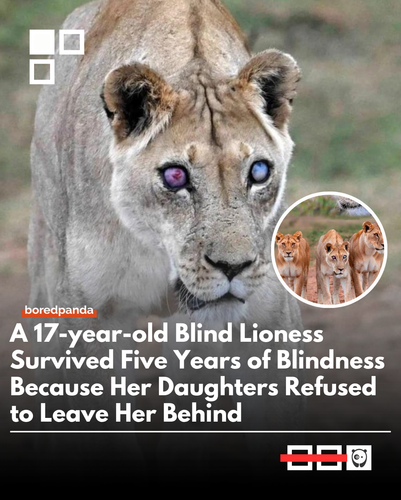Lioness.png