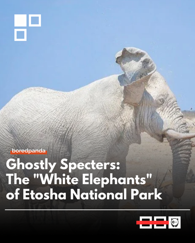 Elephant.png