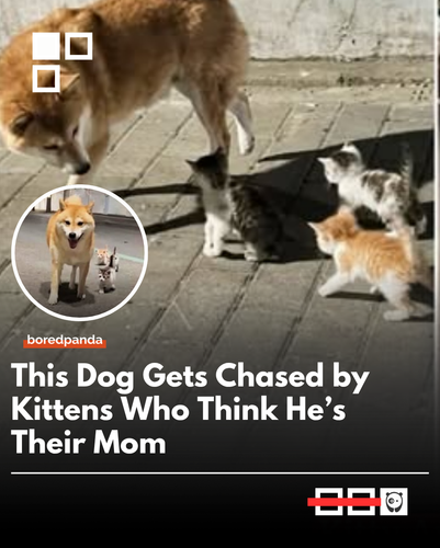 dog chased.png