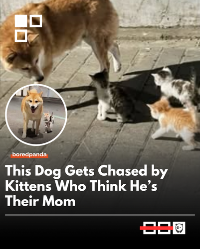dog chased.png