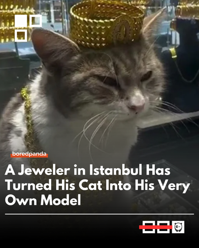 Modeel cat.png