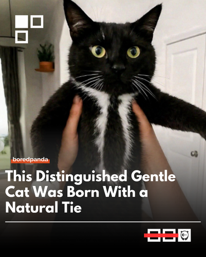 Gentle cat.png