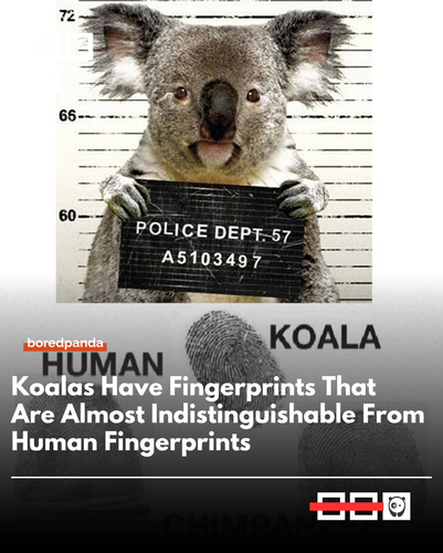 Koala finger print.png