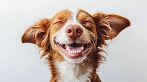 dog.jpg