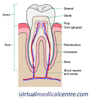 2022 Tooth 300.jpg
