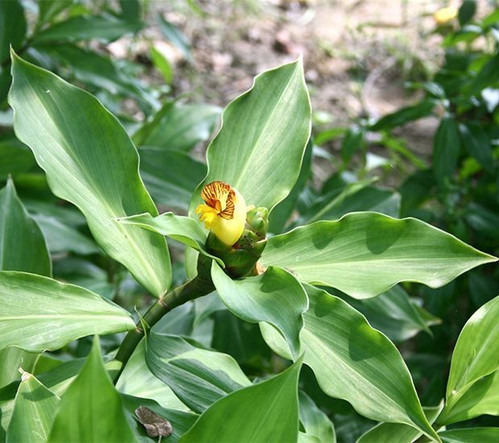 Costus Igneus Side Effects of the Insulin Plant for Diabetes Treatment.jpg