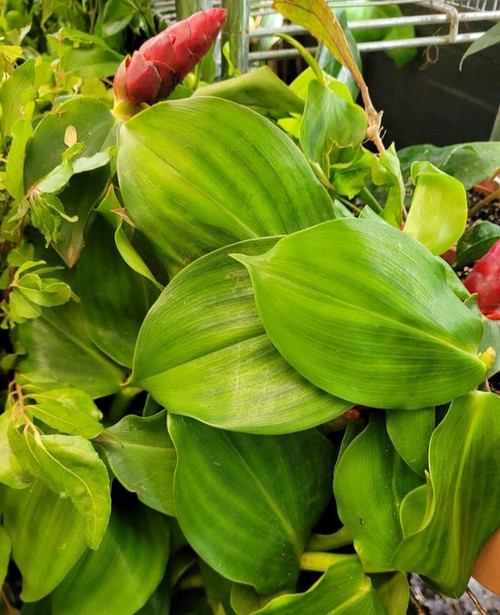 INSULIN PLANT FOR DIABETES LINGAM COSTUS IGNEUS LARGE STEM NO LEAF45 60CM 2 LTR.jpg