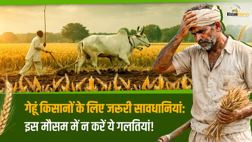 1773041059 gehu kissan sawdhani (1).png