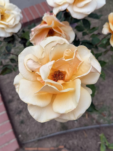 e0938c0a878a.jpg