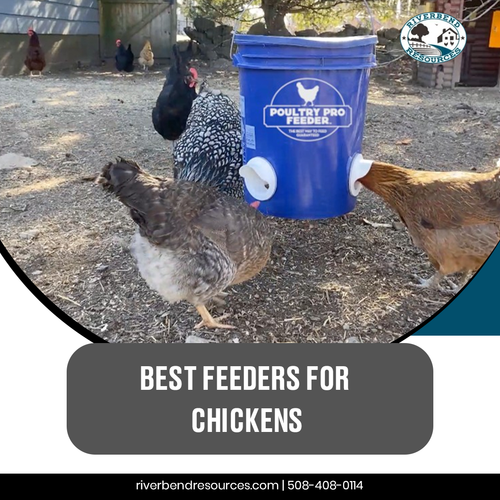 Best Feeders for Chicken.png