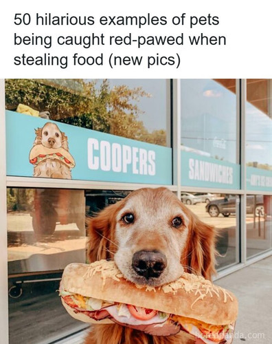 pets caught stealing food (1).jpg