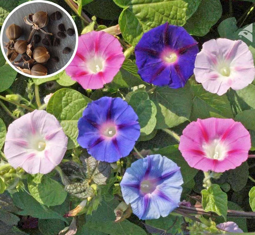 15 morning glory seeds bloomaura original imagpdrffumumynn.jpg