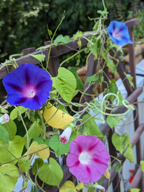 when should i harvest morning glory seeds v0 qztjqhhdkvlb1.jpg