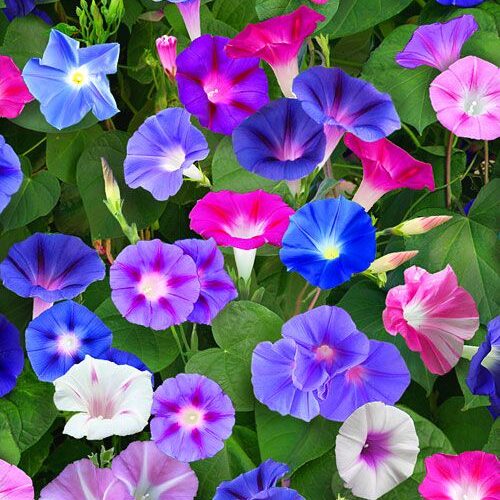 morning glory 500x500.jpg