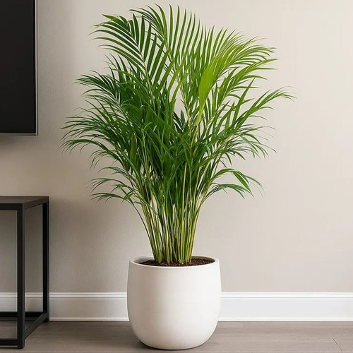 areca (1).jpg