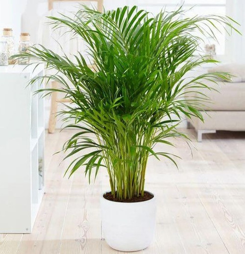 arecapalm.jpg