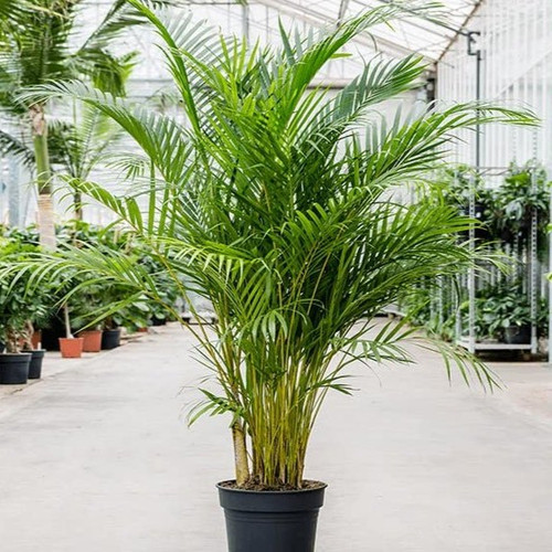 areca.jpg