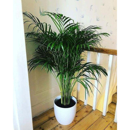 areca palm plant xl inntinn in 6 720x.jpg