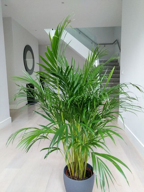 areca palm brown tips and leaves 30.jpg
