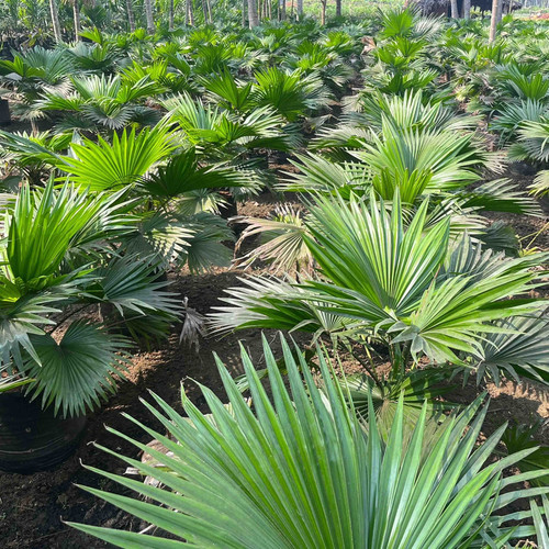 livistonarotundifolia.jpg