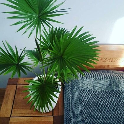 senecio big table palm umbrella (1).jpg
