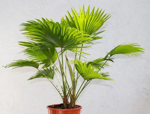 large Saribus rotundifolius Livi.jpg