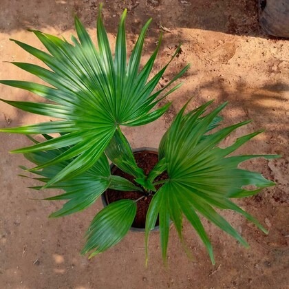 senecio big table palm umbrella.jpg