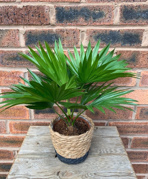 lg 20174118 4. green house plant.jpg