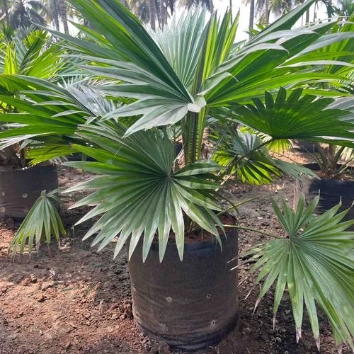 roundleaffanpalm 500x500.jpg