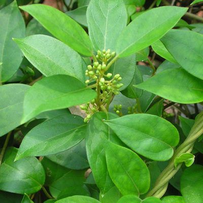 Gymnema (Gymnema sylvestre (Retz ).jpg