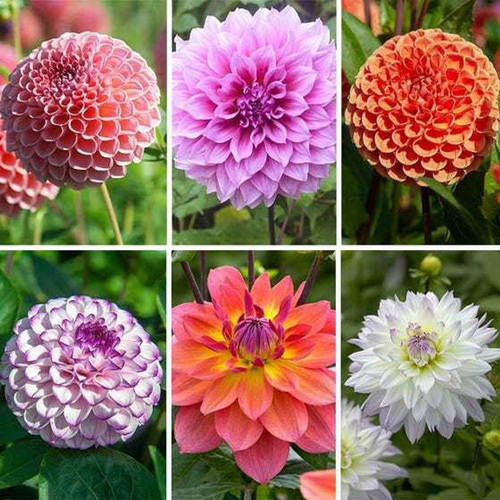 35 dahlia flower seeds ibains original imagjg4ujcyhfdr9.jpg