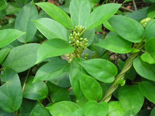 Gymnema sylvestre R.Br Flickr lalithamba.jpg
