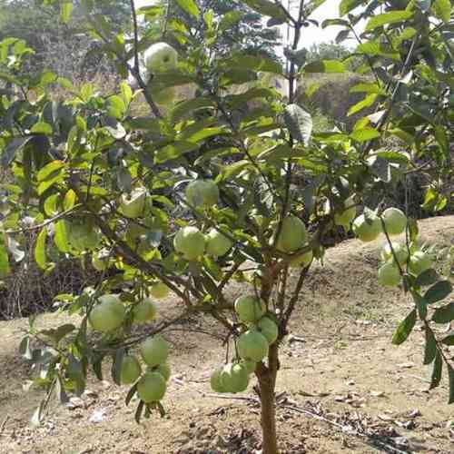 product 500x500.jpg