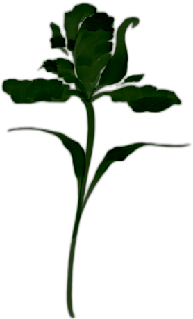 IMG 4602.png